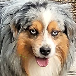 Perry - Miniature Australian Shepherd