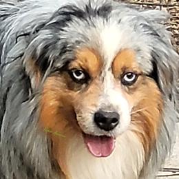 Perry - Miniature Australian Shepherd