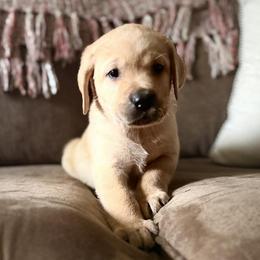 Cosmo - Yellow male Labrador Retriever puppy in Sweet Home, Oregon from Snowpeak English Labradors