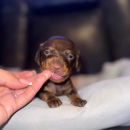 Zuko - Chocolate and tan male Dachshund puppy in Ceres, California from Rockin' M’s LilBitty Dachshunds (LBD)