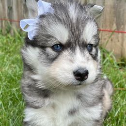 Jade - Gray and white Siberian Husky puppy in Portsmouth, Virginia from Fly Siberian