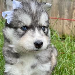 Jade - Gray and white Siberian Husky puppy in Portsmouth, Virginia from Fly Siberian