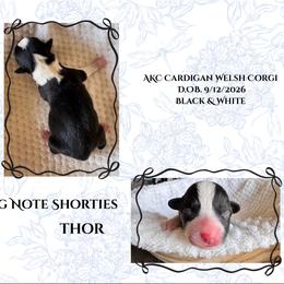 Thor - Black and white male Cardigan Welsh Corgi puppy in Casper, Wyoming from Flying Note Shorties