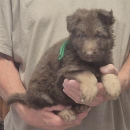 Boy 1 Liver Green - Liver male German Shepherd puppy in Lake George, Colorado from High Country German Shepherds