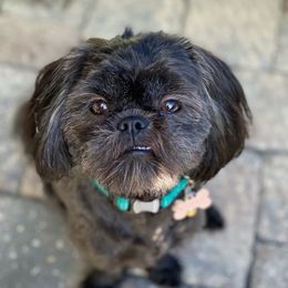 Bailey - Shih Tzu