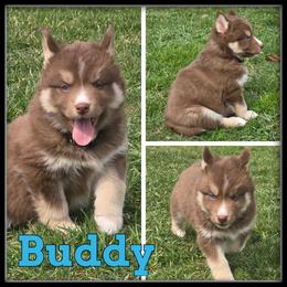 Buddy - Red and white male Siberian Husky puppy in Merrill, Michigan from Haase Family Kennels