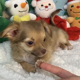 Lexi - Fawn and white female Chihuahua puppy in Hillsboro, Texas from Pikanoo Pups