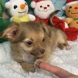 Lexi - Fawn and white female Chihuahua puppy in Hillsboro, Texas from Pikanoo Pups