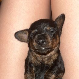 Dachshund Puppies from Cammy’s Dashing Doxies
