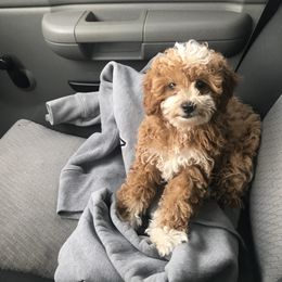 Poodle Puppies from Lucky Dog Poodles
