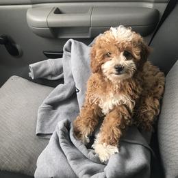 Poodle Puppies from Lucky Dog Poodles