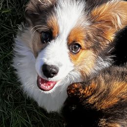 Pembroke Welsh Corgis from GMG CORGIS