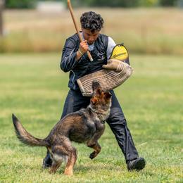Fang - German Shepherd