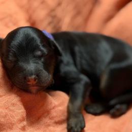Sweettart - Phantom female Bernedoodle puppy in El Campo, Texas from Little Fur Friends Bernedoodles