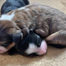 Girl 3 - Tri-color female Bernedoodle puppy in Kansas City, Missouri from Beary GoldenDoodles