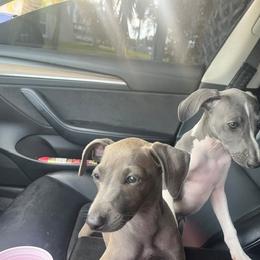 Italian Greyhound Puppies from Fisher Link