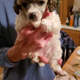 Poodle and Rottweiler Puppies from Pine Ridge Kennels