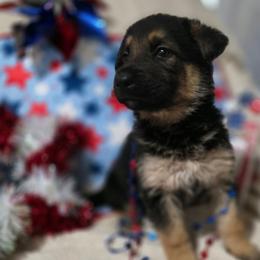 Rollo - Black and tan male German Shepherd puppy in Leon, West Virginia from Heart2Heart Kennels