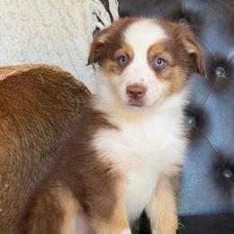 Summer- Has Tail and Videos - Red tri-color female Australian Shepherd puppy in Troy, South Carolina from Lana Corley- Australian Shepherds of 3/W Farms