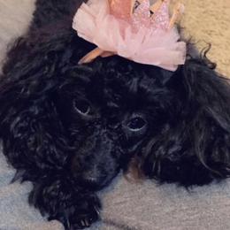 Dutchess - Poodle
