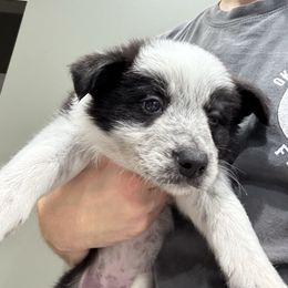 Lucario - Black and white female Border Collie puppy in Madisonville, Kentucky from Parris Border Collies