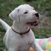 Dogo Argentino and Greyhound Puppies from Wayward Dogos and Hounds