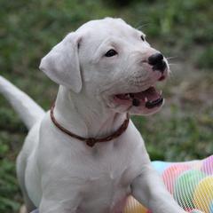 Dogo Argentino and Greyhound Puppies from Wayward Dogos and Hounds