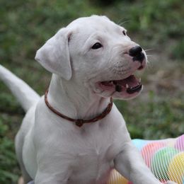 Dogo Argentino and Greyhound Puppies from Wayward Dogos and Hounds