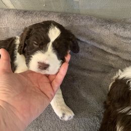 Girl 1 - English Springer Spaniel puppy in La Grange, Tennessee from Highlander Springers
