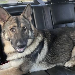 German Shepherds from Bailee Teague's German Shepherds