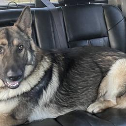 German Shepherds from Bailee Teague's German Shepherds
