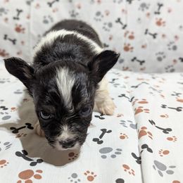 Boy 2 - White black and tan male Papillon puppy in Joshua, Texas from Summertime Kennels