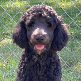 Aussiedoodles, Australian Shepherds, Miniature Australian Shepherds, and Poodles from Lightning K Kanine’s