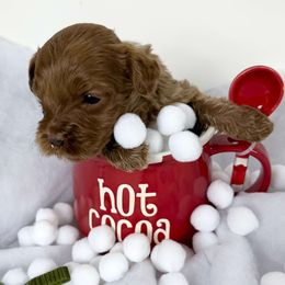 Boy 3 - Red male Australian Labradoodle puppy in Easley, South Carolina from Royal Diamond Labradoodles