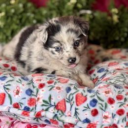 Philly - Blue merle female Miniature Australian Shepherd puppy in California from Eagle River Aussies