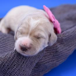 Alice pink collar - Cream female Goldendoodle puppy in Lexington, North Carolina from Deborah’s Doodles