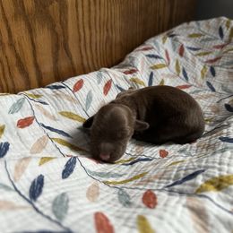 Milk Chocolate Fudge - Chocolate and cream female Dachshund puppy in Wolf Lake, Indiana from Canisteo Dachshunds