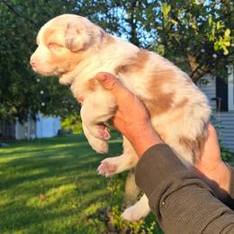 PEACH - Red merle female Australian Shepherd puppy in Spencerville, Ohio from Awesome Wigglin Aussies