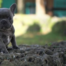 French Bulldog Puppies from Love My Frenchiess