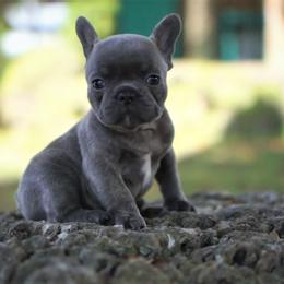 French Bulldog Puppies from Love My Frenchiess