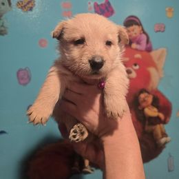 Girl 1 Red Wheaten ( Freya ) - Red brindle female Scottish Terrier puppy in Mount Vernon, Washington from Scottish Terrier Sandra T