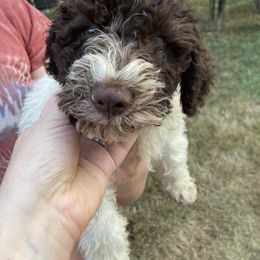 Bowie - White Lagotto Romagnolo puppy in Chehalis, Washington from Scarlet Oak Lagotti