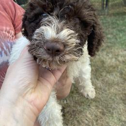 Bowie - White Lagotto Romagnolo puppy in Chehalis, Washington from Scarlet Oak Lagotti