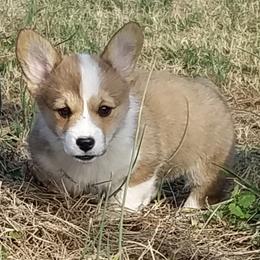 Pembroke Welsh Corgi Puppies from Ranch Hand Corgis