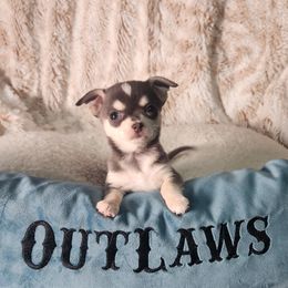Chihuahua Puppies from OutLaw Chihuahua's