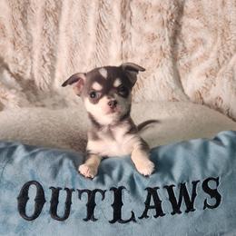 Chihuahua Puppies from OutLaw Chihuahua's