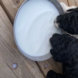 Labradoodle and Poodle All Grown Up from Nacadoodles