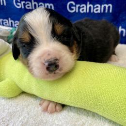 Boy 6 - male Bernese Mountain Dog puppy in Comer, Georgia from Water Oak Farm