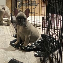 French Bulldog Puppies from Brandi Nance's French Bulldogs