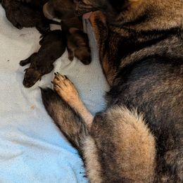 Girl 3 - Sable female German Shepherd puppy in Springtown, Texas from Odom's German Shepherds